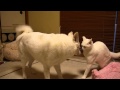 犬に飛び蹴りする猫 Cat, dog jumping kick
