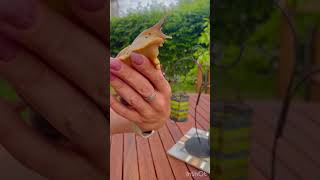 #trend #shortsviral #shortvideo #shorts #shortsvideo #snails #reels #улитки #achatina #bigsnail