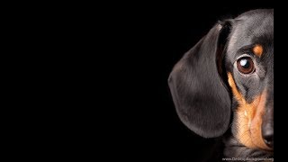 TOP FUNNIEST DACHSHUND VIDEOS