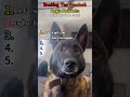 Ranking The Funniest Dog's Moments#dogs#funny