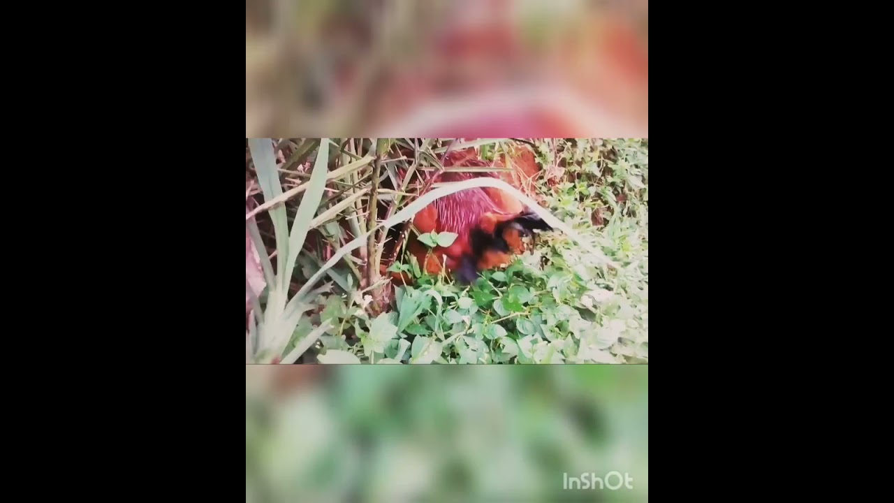 Cross Breeding RIR & Native Chicken 