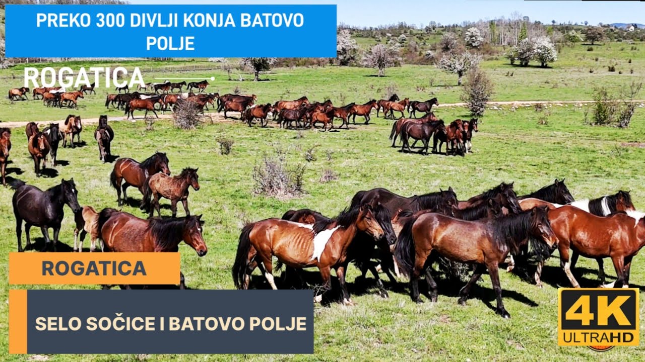 SELO SOČICE I BATOVO POLJE  PREKO 300 DIVLJIH KONJA NA BATOVOM POLJU