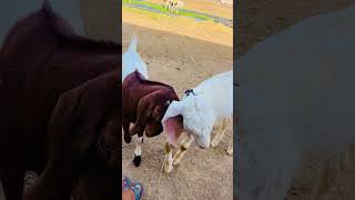 Goat Farming Day 9 🐐 | Aaj Hamare Farm Par Aaya New Mehman 😍 | Farm Life Vlog #goatfarming