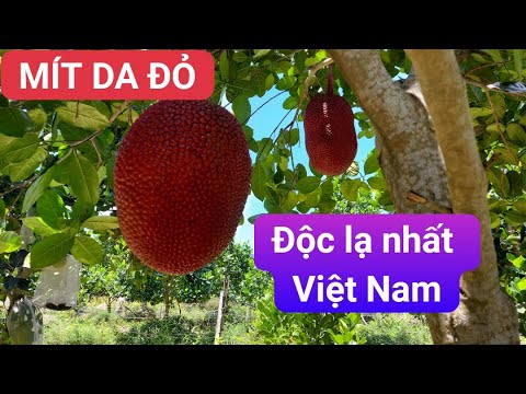 Sự Thật Về Mít Da Đỏ, Ruột Đỏ, Xơ Đỏ Độc Lạ Nhất Việt Nam | AHuy Vlogs