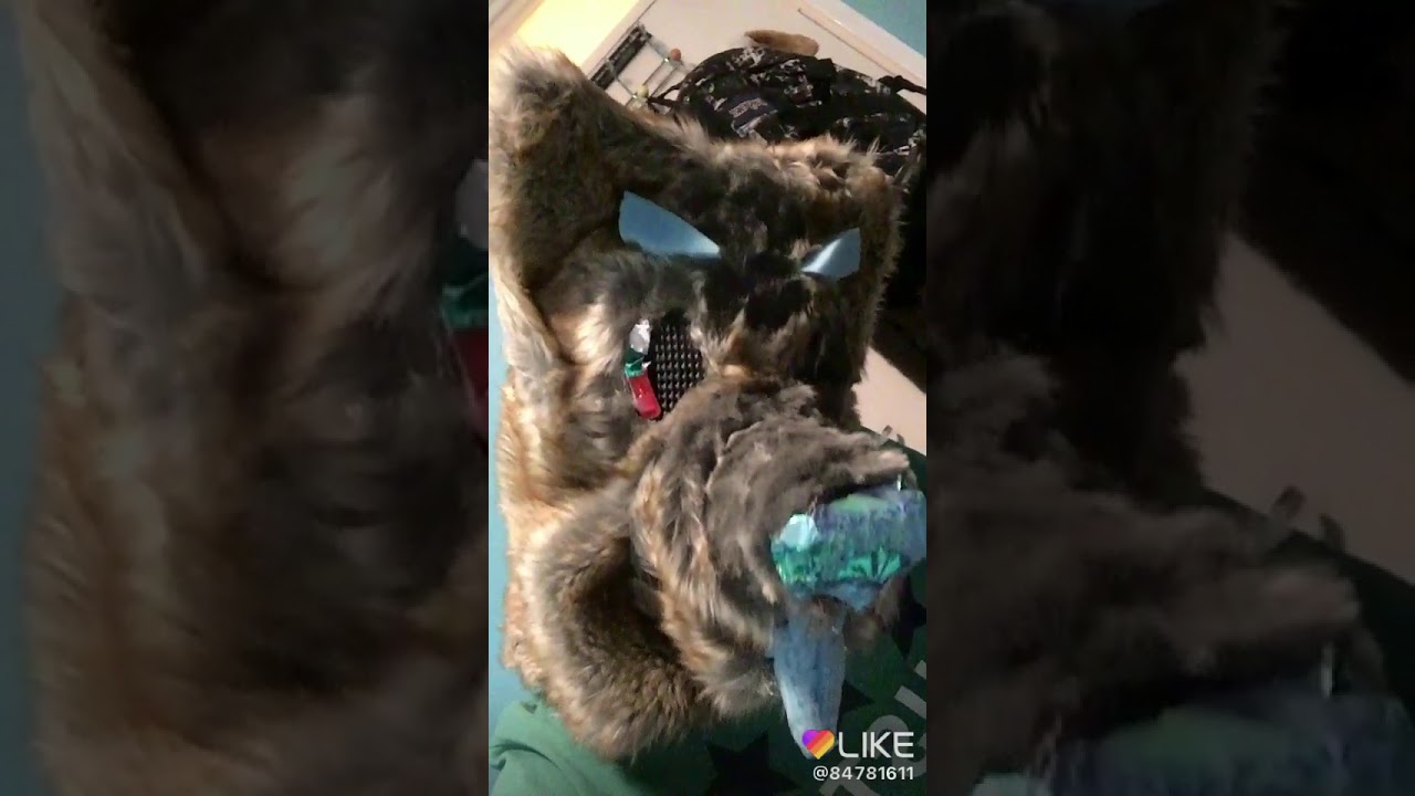 I’m niko the furry