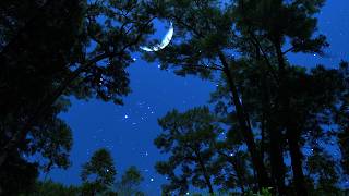 Cricket & Owl on a Summer Night | Distant Thunder & Gentle Wind for Deep Sleep