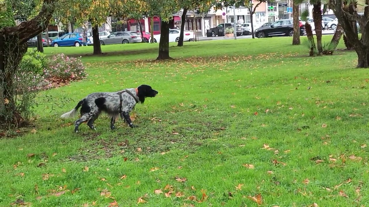 La Caza de las Palomas..(Vídeo Corto)