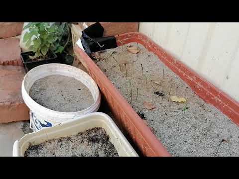 Как посадить семена кипариса в домашних условиях