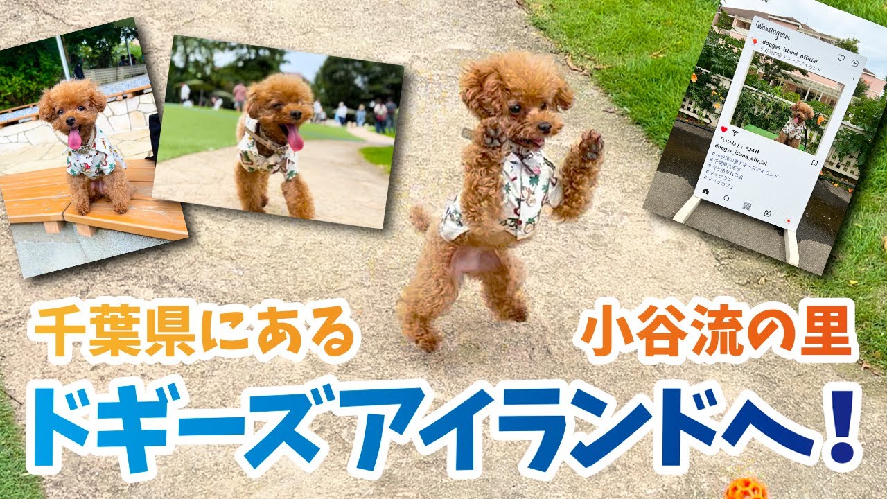 日本最大級のドッグリゾート ドギーズアイランドへ行ってきた！【トイプードル】