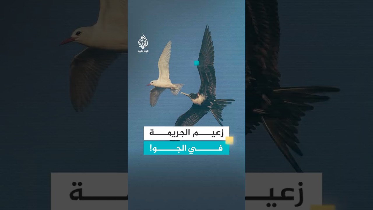 قرصان السماء الذي يعيش من السرقة