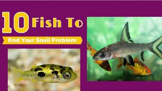 Top 10 Best Pest Snail Eating Fish