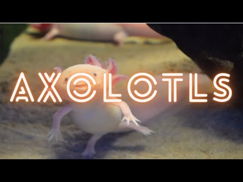 All about Axolotls w/ DoUbLe HeLiX
