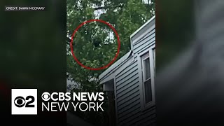See it: Black bear takes nap in Elizabeth, N.J. tree