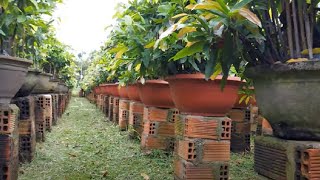 Wow! The Yellow Apricot Flower Pots are prepared to welcome New Year.