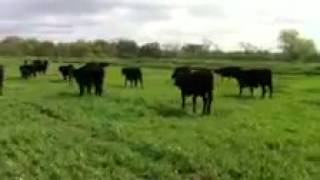 Cows3