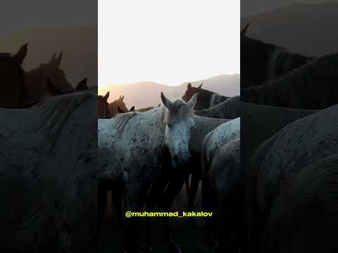 Аллах говорит в