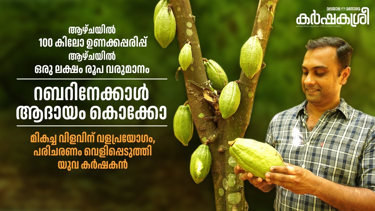 ആഴ്ചയിൽ 100 കിലോ പരിപ്പ്; റബറിനേക്കാൾ ആദായം കൊക്കോ; മികച്ച വിളവിന് യുവ കർഷകൻ ചെയ്യുന്നത്