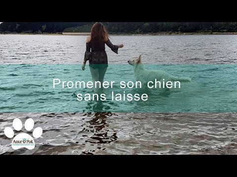 Promener son chien sans laisse : nos astuces | Assur O'Poil