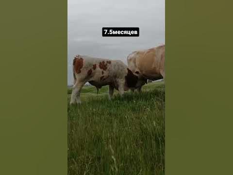 Симментал - YouTube