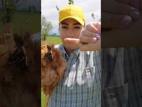 تشخیص مرغ به تخم آمده با دو روش صددرصد درست مرغ خروس پرورش مرغ تخم تخم مرغ مزرعه مرغ تخمگذار
