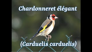 Chardonneret élégant Carduelis carduelis