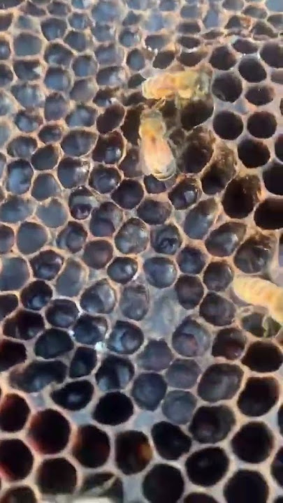 Download lagu ssstik io @birdandthebees 1765593321228