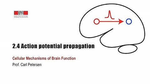 2.4 Action potential propagation
