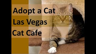 Adopt a Cat Las Vegas Cat Cafe