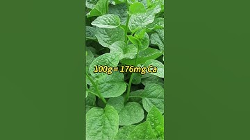 5 loại rau chứa nhiều canxi hơn sữa, thịt, cá - Phan Thanh Vĩnh