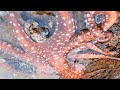 A Large Stout Octopus Nests On The Reef, This Octopus Looks Like An Alien Creature