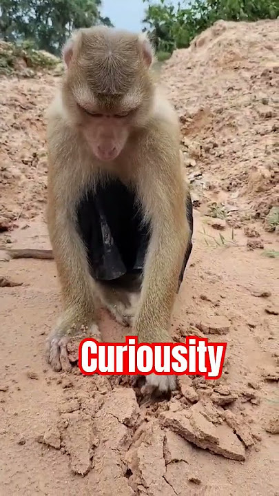WHAT THIS #fyp #foryou #shortsfeed #shorts #short #viralshort #trending #funny