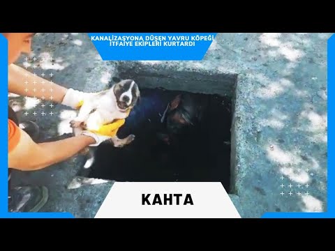 Kanalizasyona düşen yavru köpeği itfaiye ekipleri kurtardı