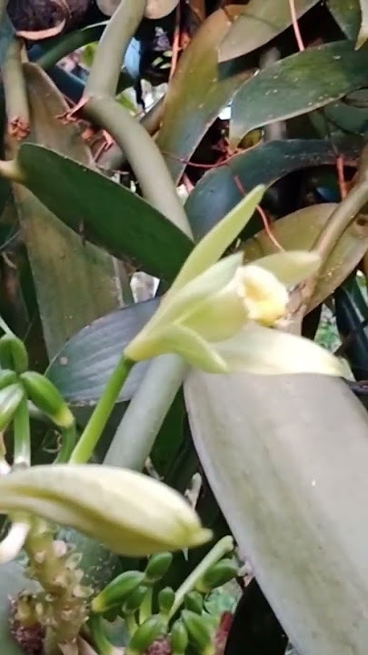 salah satu penyebab rontoknya bunga vanili adalah serangan serangga #emashijau #vanili #petani