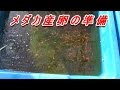 楊貴妃メダカ 産卵準備ホテイ草　メダカを狙う野鳥