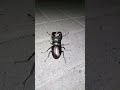 La cervoskarabo (lukano)  Lucanus cervus #LucanusCervus #insect #insects