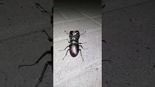 La cervoskarabo (lukano)  Lucanus cervus #LucanusCervus #insect #insects