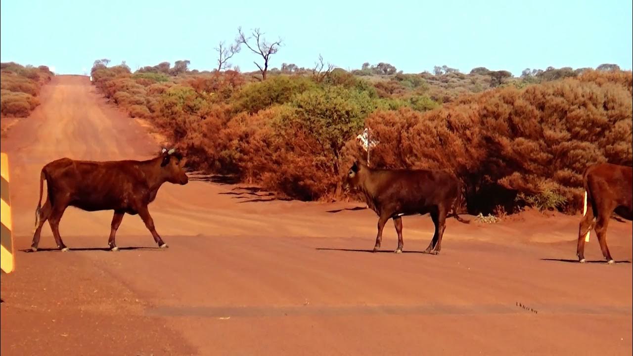 Video 45. On the Goldfields Highway between Meekatharra and Wiluna
