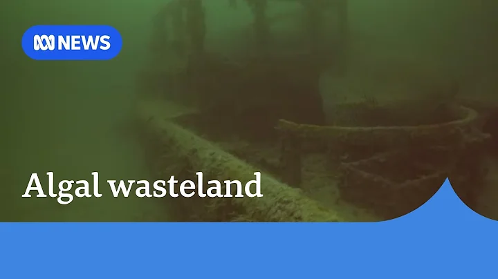 Growing calls for SA algal bloom to be declared a natural disaster I ABC News