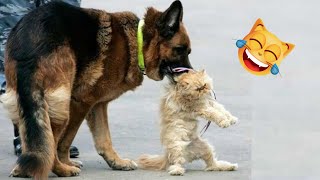 Funniest Animals 😂 Funny Cats and Dogs 2023 😺🐶 #2 by City of cats 896 views 11 months ago 4 minutes, 38 seconds
