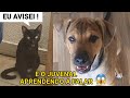 Dia de confusão [Parte 3] | Júlio e Eu 😼🙆🏻‍♂️