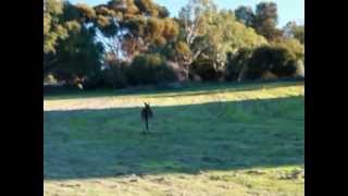 Kangaroo Heirisson Island Perth.wmv