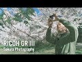 RICOH GR III (GR3) - Sakura Photography🌸