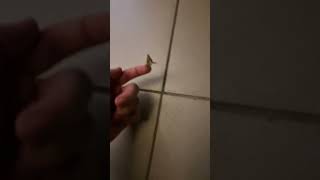 butter smurf