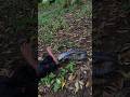 Kalo ketemu u1ar ini jangan di ganggu #viralvideo