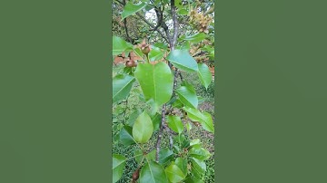 Boost Your Pear Tree Production: The Surprising Reason I Thin Out My Pear Tree #fruitharvest