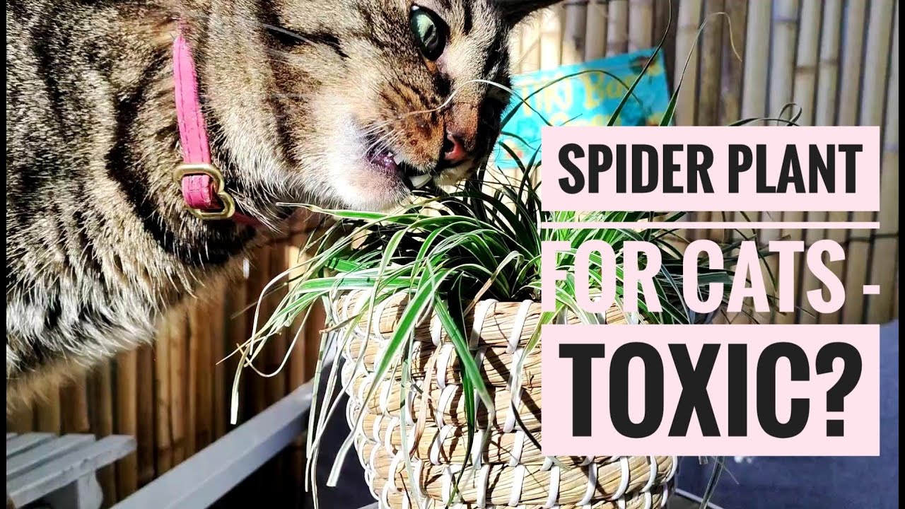 Are Spider Plants Toxic to Cats?