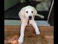 11 Week Old Labs Waiting at the Door 11 Week Old Labs Waiting at the Door