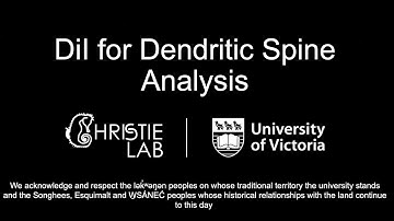 DiI for Dendritic Spine Analysis
