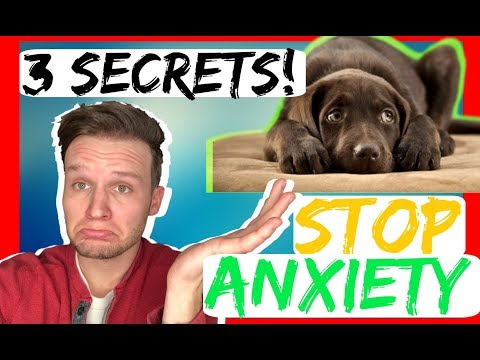 how-to-stop-dog-anxiety---3-secret-tips---dog-anxiety-training-that-works-fast!