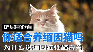 你适合养缅因猫吗养缅因猫必看